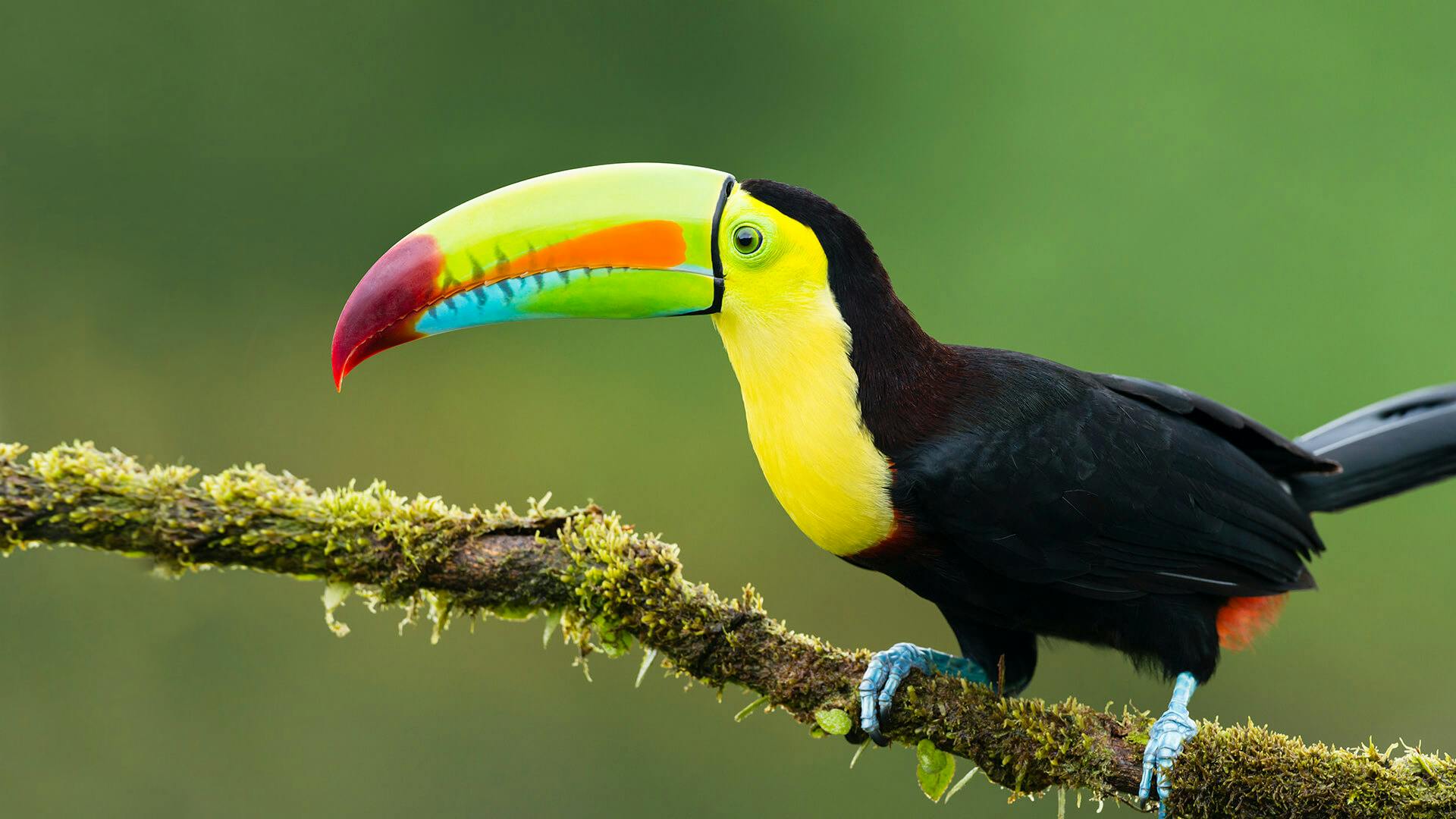 Hero image for Test Toucan
