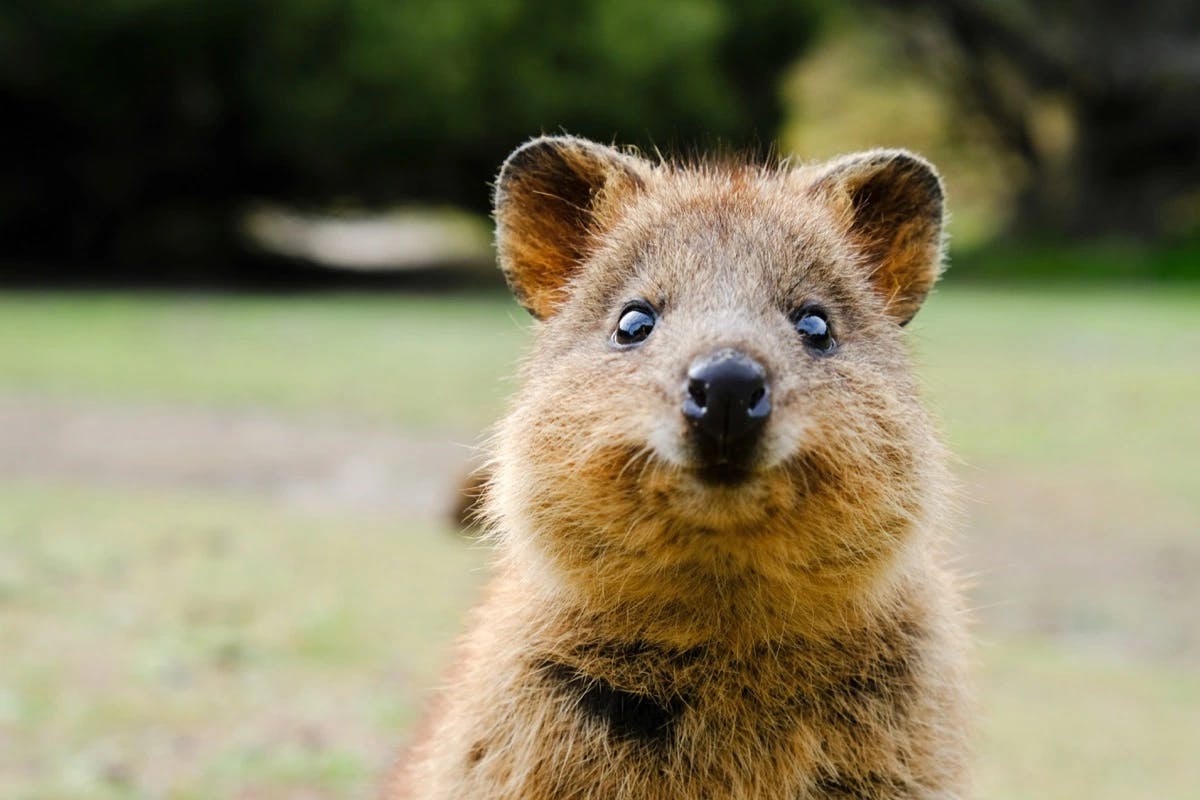 Hero image for Test Quokka